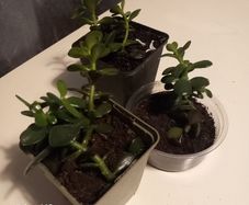 Money plant