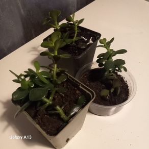 Money plant