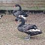 Black swans Image 3