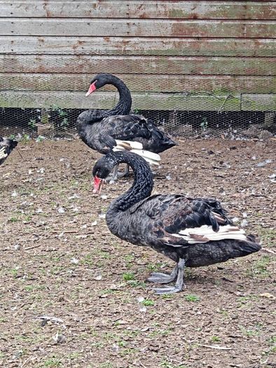 Black swans