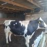 Holstein bull Image 3