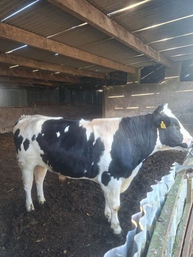 Holstein bull
