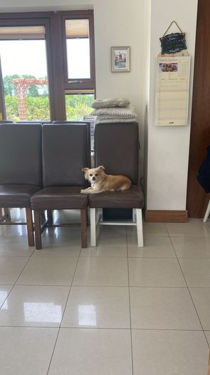 Chairs