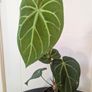 Anthurium Magnificum Plant Image 3