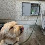 dog shower Image 3