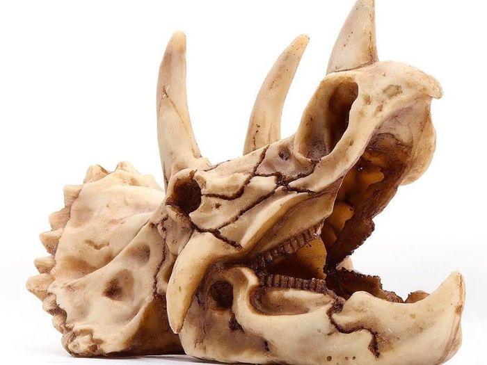 Skull Ornament Triceratops