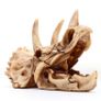 Skull Ornament Triceratops Image 7