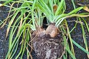 Narcissi Tete  tete clumps