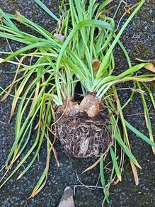 Narcissi Tete  tete clumps