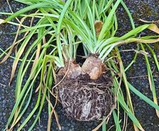 Narcissi Tete  tete clumps