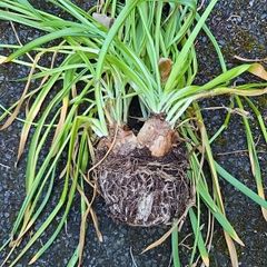 Narcissi Tete  tete clumps