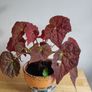 Begonia Autumn Embers in the ceramic pot Image 2
