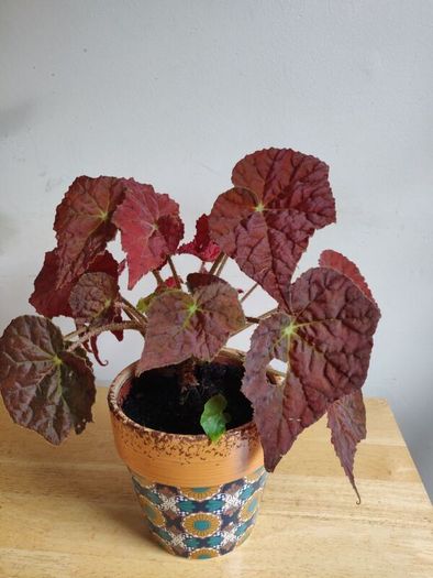 Begonia Autumn Embers in the ceramic pot