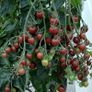 (T) Tomato Black Cherry seeds 0.2g (110964) Image 2