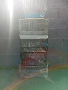 canary cage