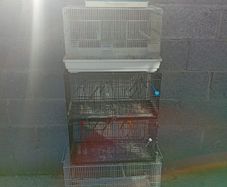 canary cage