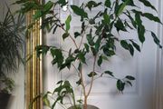 Ficus benjamina houseplant planted in grey ceramic pot