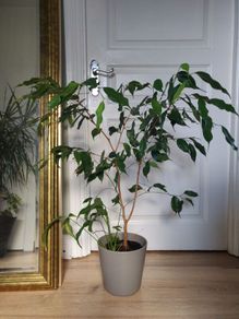 Ficus benjamina houseplant planted in grey ceramic pot