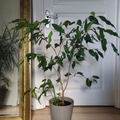 Ficus benjamina houseplant planted in grey ceramic pot