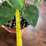 Golden pathos house plant Image 5