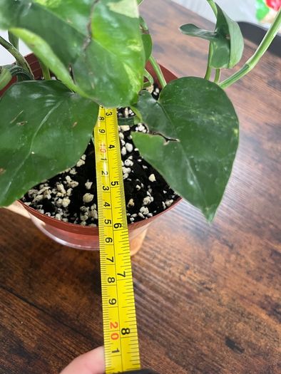 Golden pathos house plant
