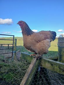 poultry