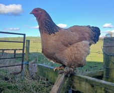 poultry