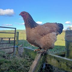 poultry