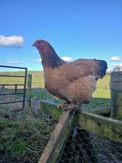 poultry
