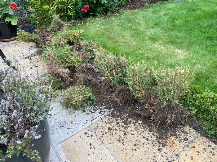 Box( Buxus) hedge to salvage