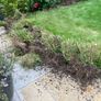 Box( Buxus) hedge to salvage Image 2