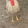 Cream Legbar Roo Image 2
