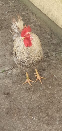 Cream Legbar Roo