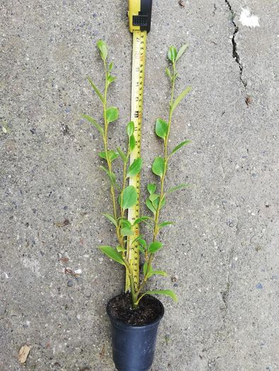 Griselinia Hedging