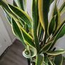 Sansevieria Laurentii Image 4