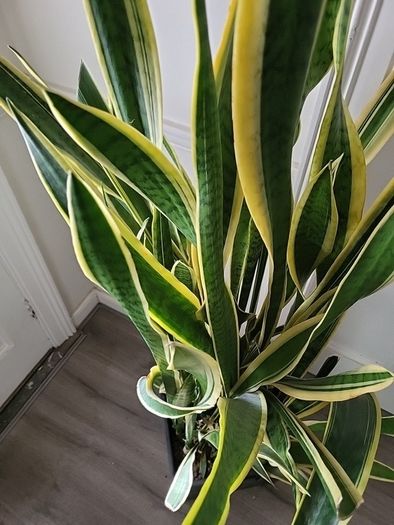 Sansevieria Laurentii