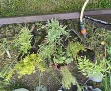 mature herb plants