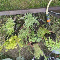 mature herb plants