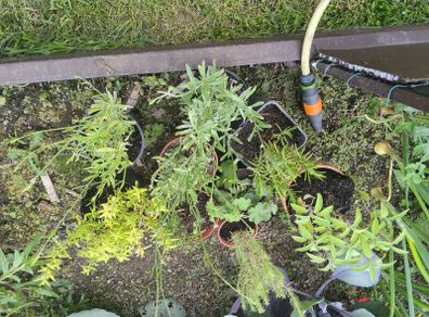 mature herb plants
