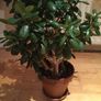 Beautiful Crassula (Money Tree) Plant, 12 years old Image 4