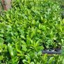 Laurel Hedging Image 5