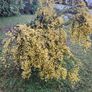 Cytisus praecox Allgold Image 3