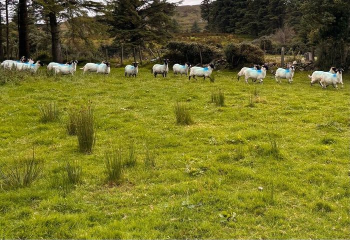 Hoggets