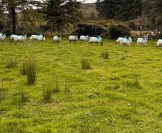 Hoggets