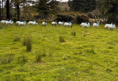 Hoggets