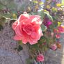 Fragrant Rose Seeds Image 3