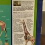Giraffe Anatomy Model by Thames & Kosmos Image 4
