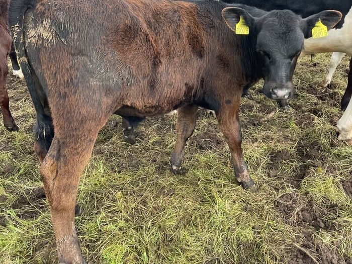 10 smashing AA bull weanlings