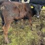 10 smashing AA bull weanlings Image 9