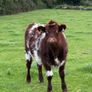Heifer Image 3